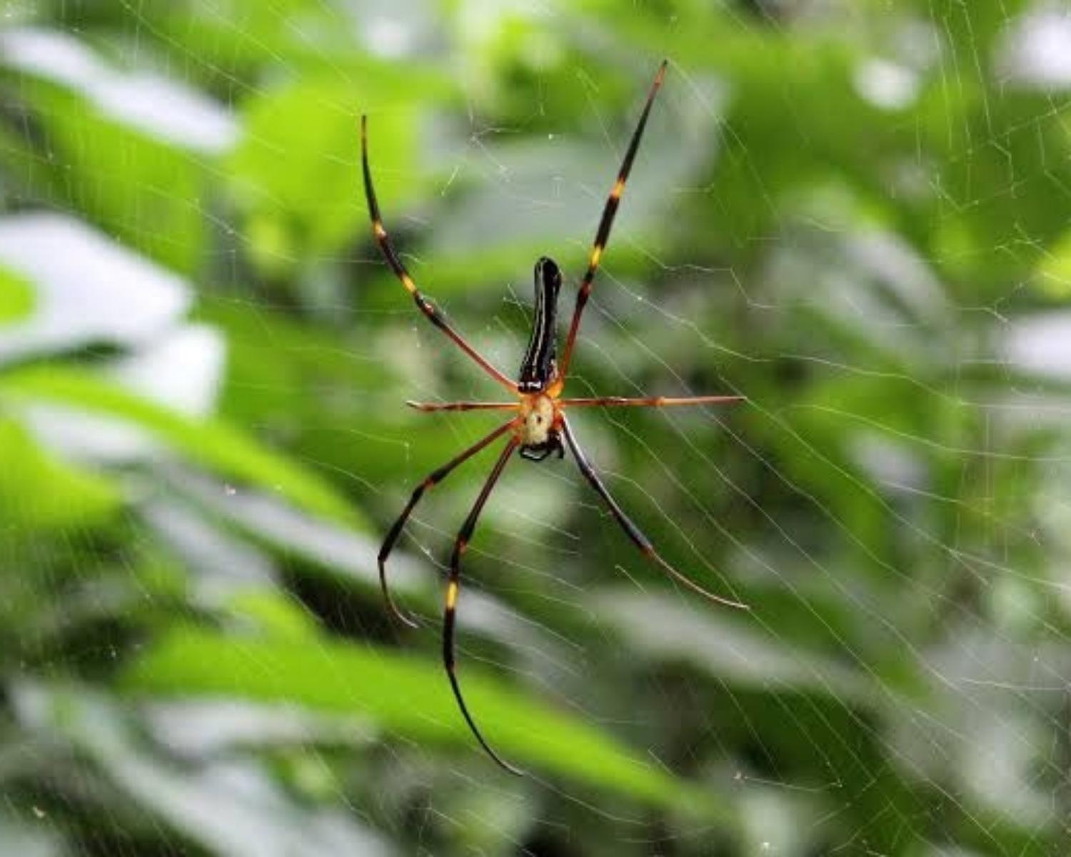 Zombi Spiders