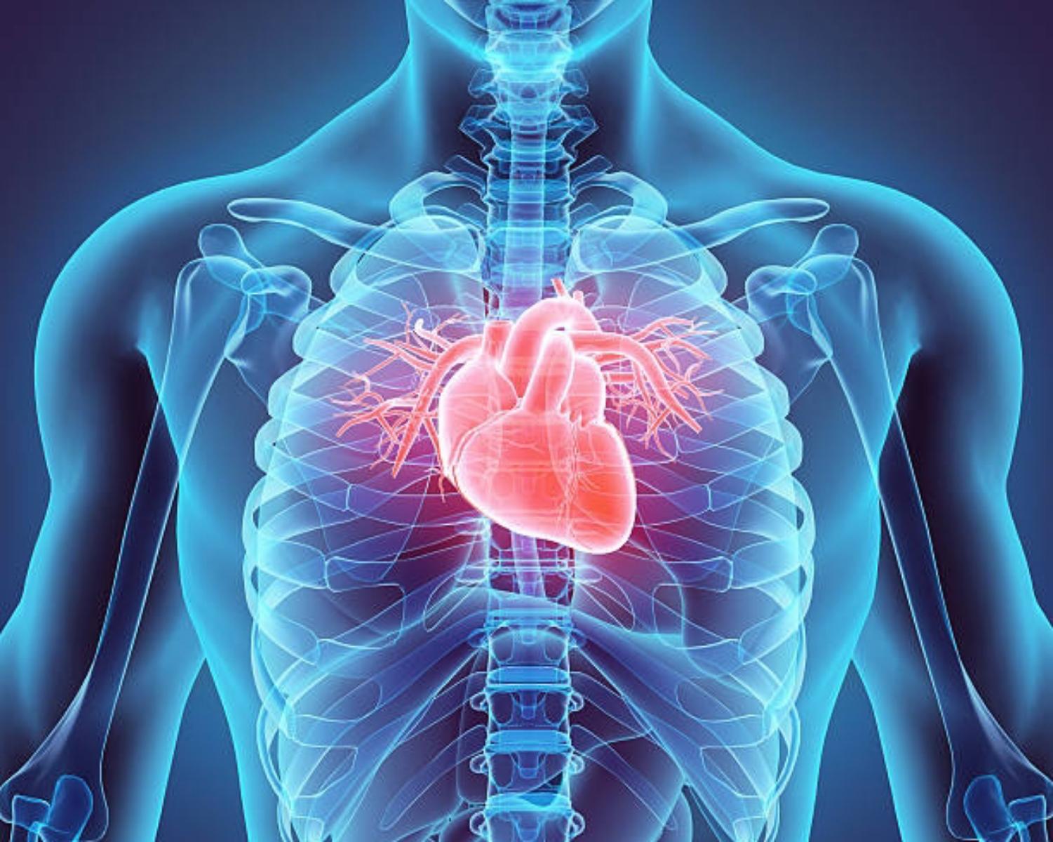 Heart : 