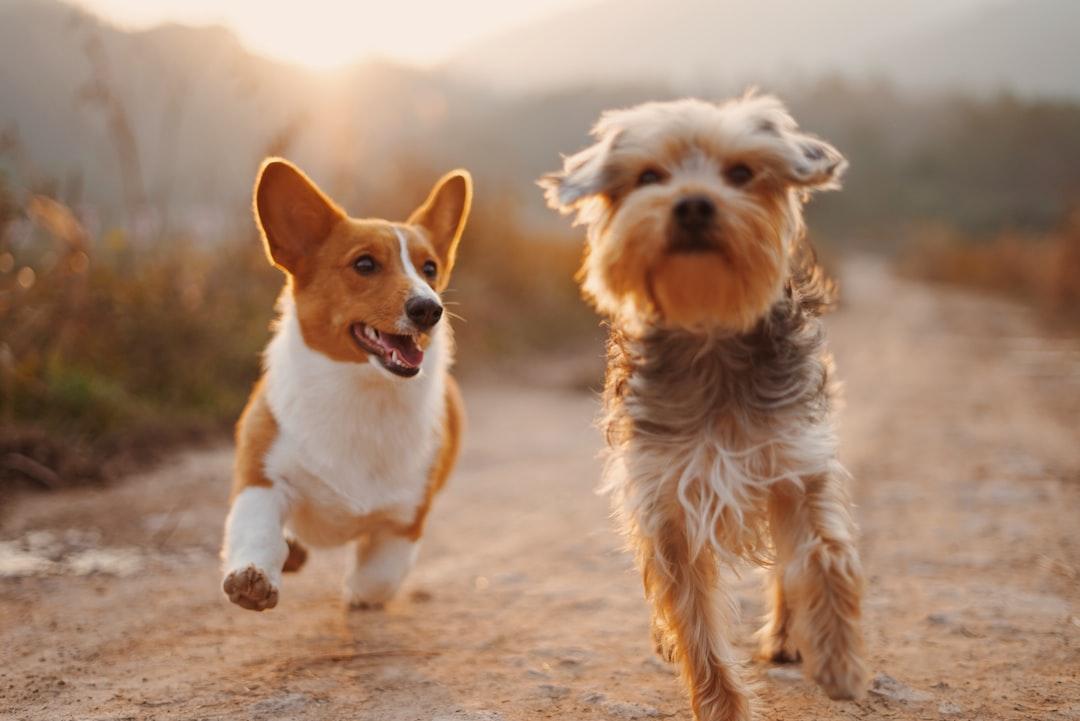 Life Lessons from Canine Companions: What Dogs Teach Us About Living
