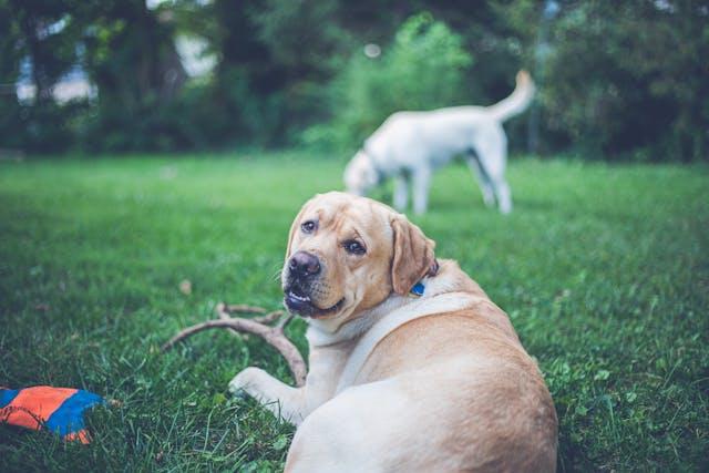 Incorporating Pets into a Sustainable Lifestyle