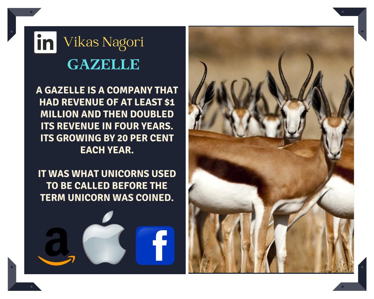 THE GAZELLE