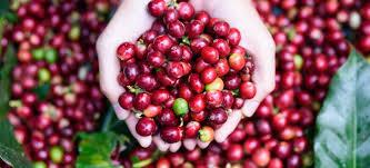 The coffee bean
