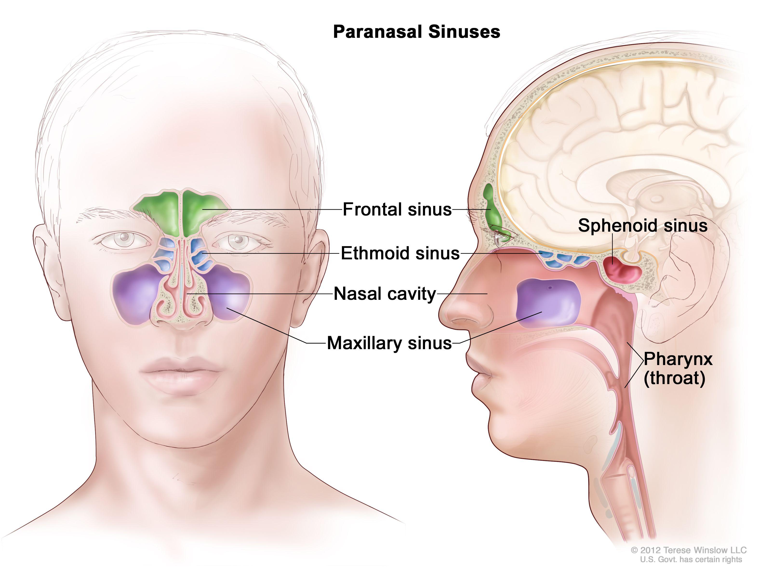 But what is Maxillary Air Sinus?