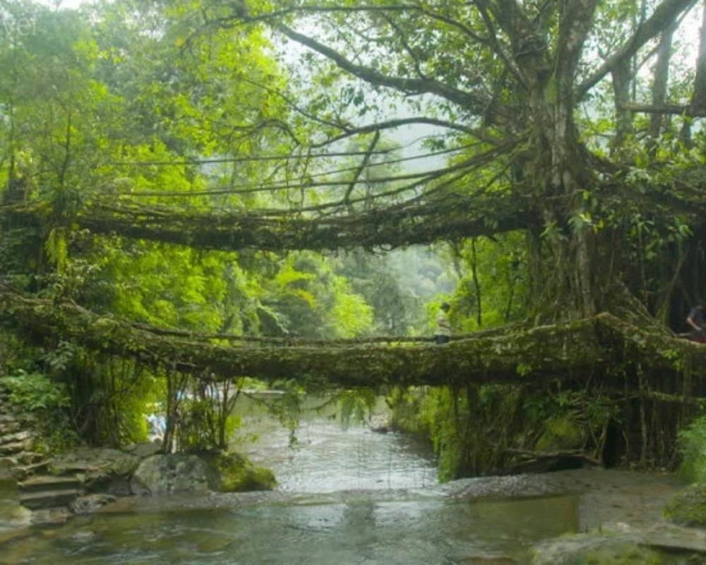 5. Wettest Place - Meghalaya.👌