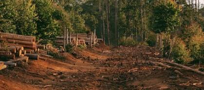 Human activities that contribute to climate change, including fossil fuel use and deforestation.