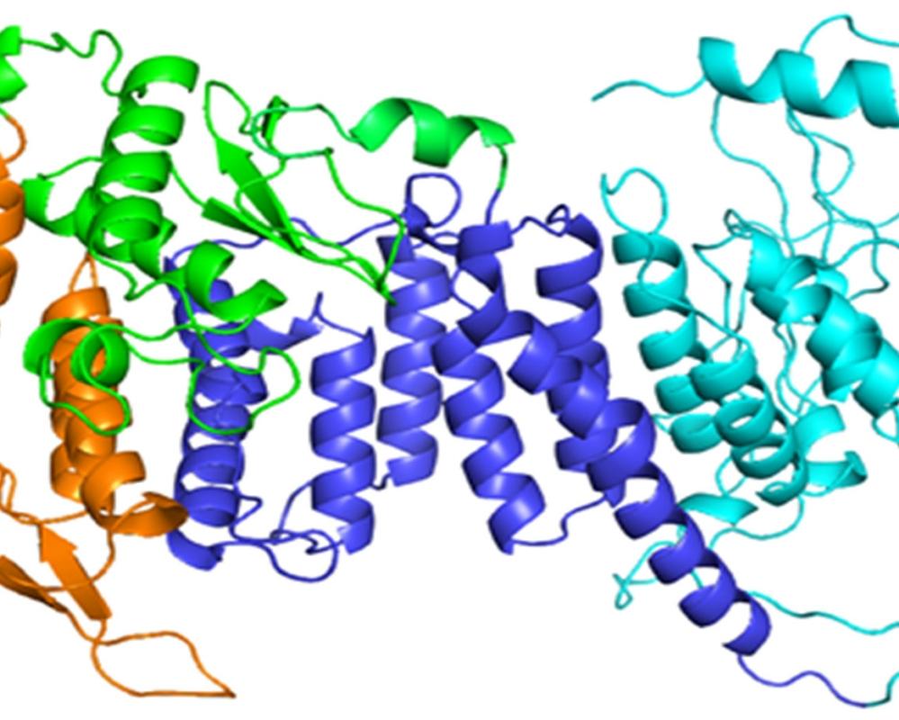 Hypothalamic hormone menin as an inhibitor of aging