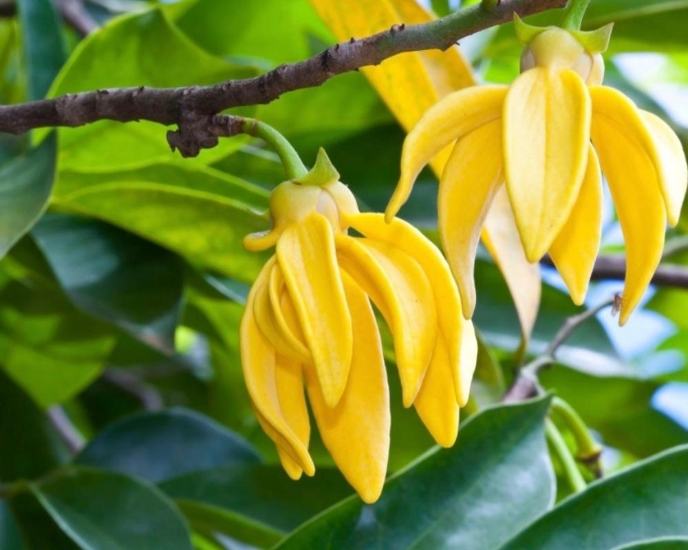 Ylang-ylang Essential Oil