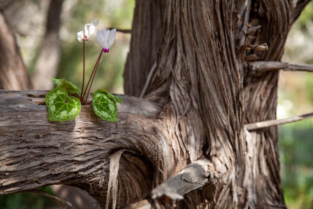Grounded and Growing: Finding Mental Clarity Through Nature