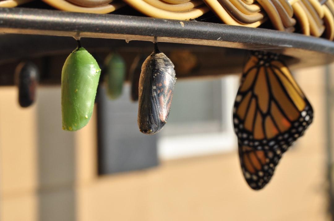 The Five Stages of Growth and How to Transition between Them