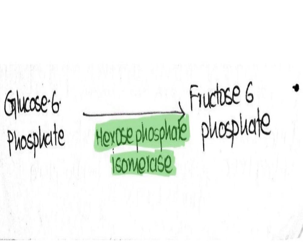 Second Step - Isomerization Of Glucose-6-phosphate (G-6-P)