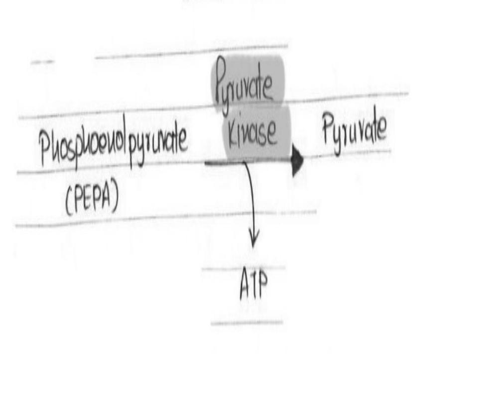 10. Formation of PYRUVATE