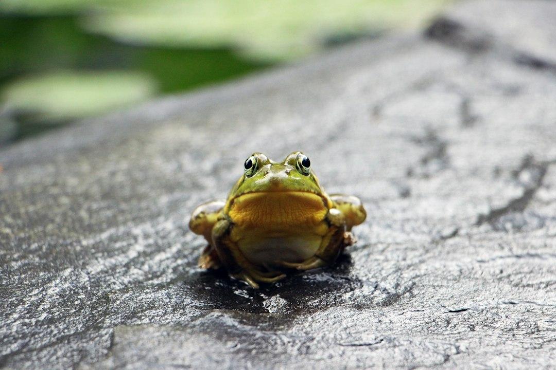 4 – The Eat The Frog Method