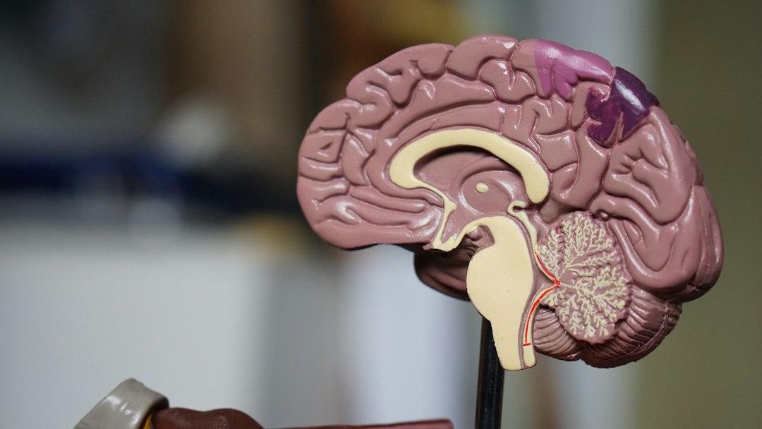 The Significance of the Anterior Midcingulate Cortex