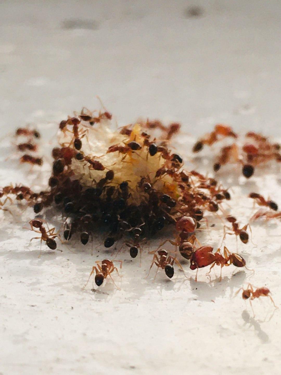 The Ant Philosophy: A Blueprint for Success