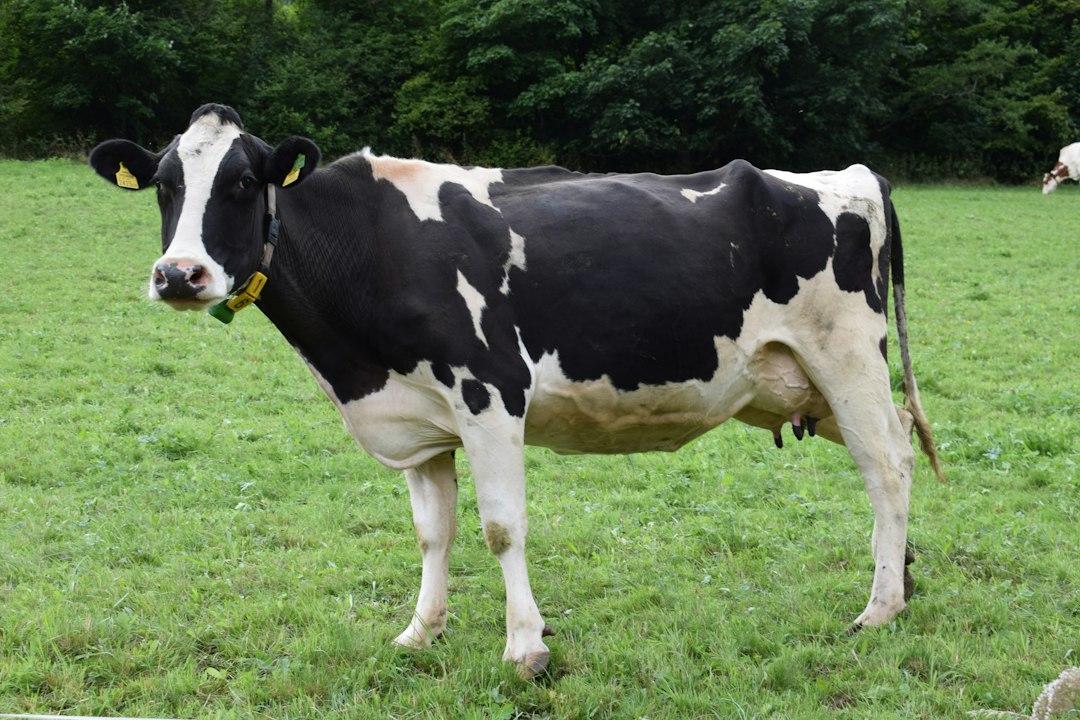 Churn Like A Cow