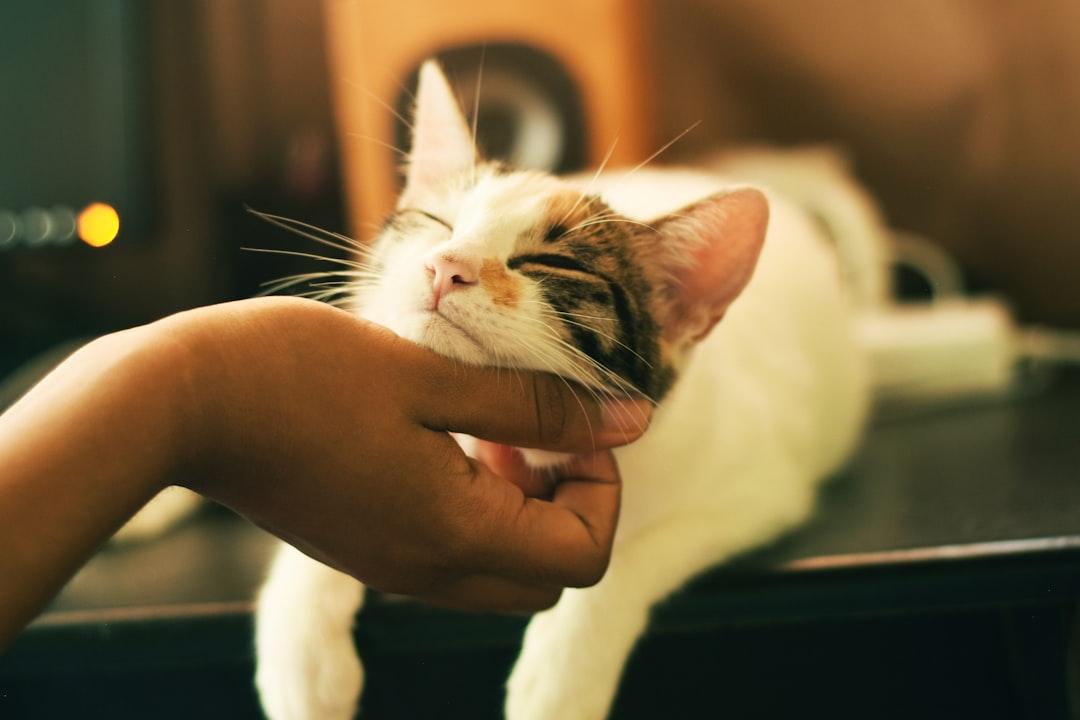 Petting