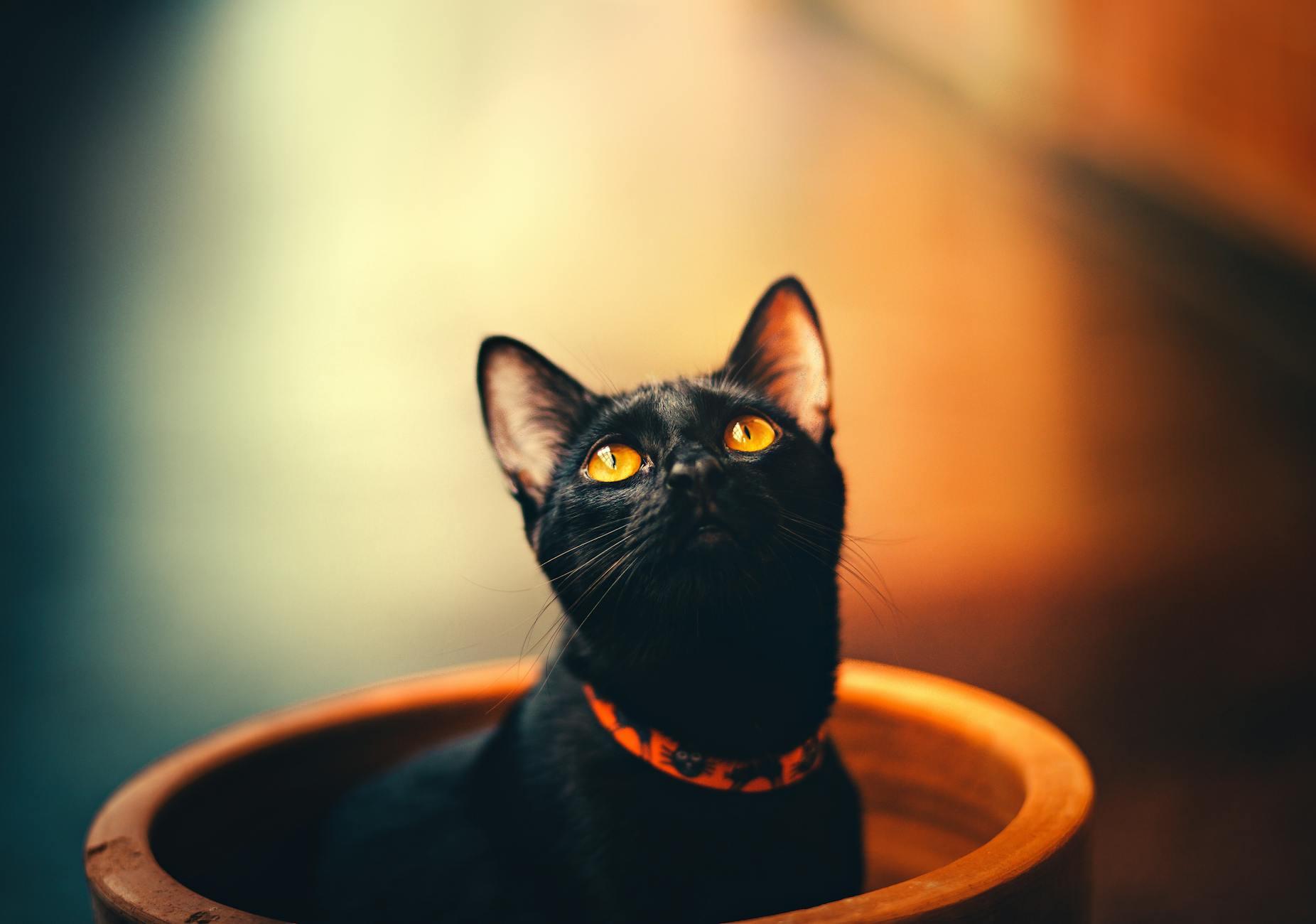 Cat Name Ideas