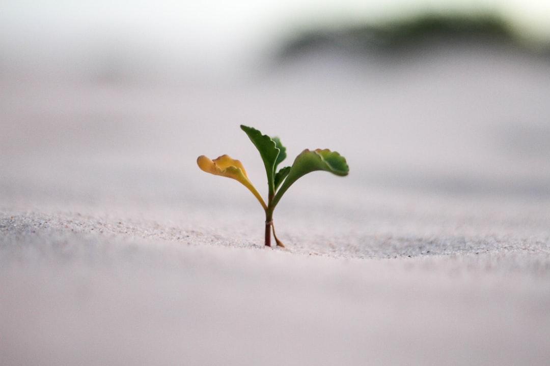 Adapt A Growth Mindset