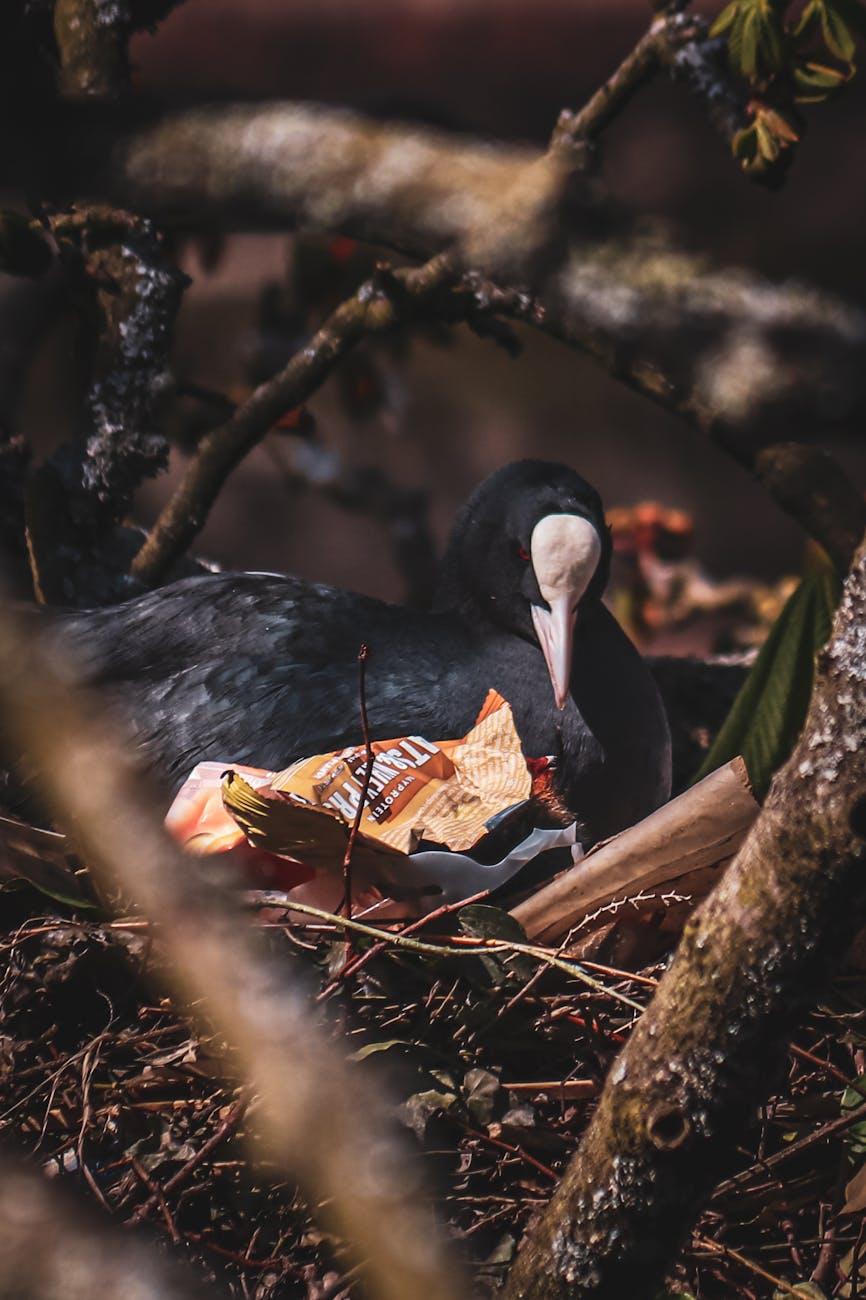 Sensory Pollution Disrupts Animal Lives