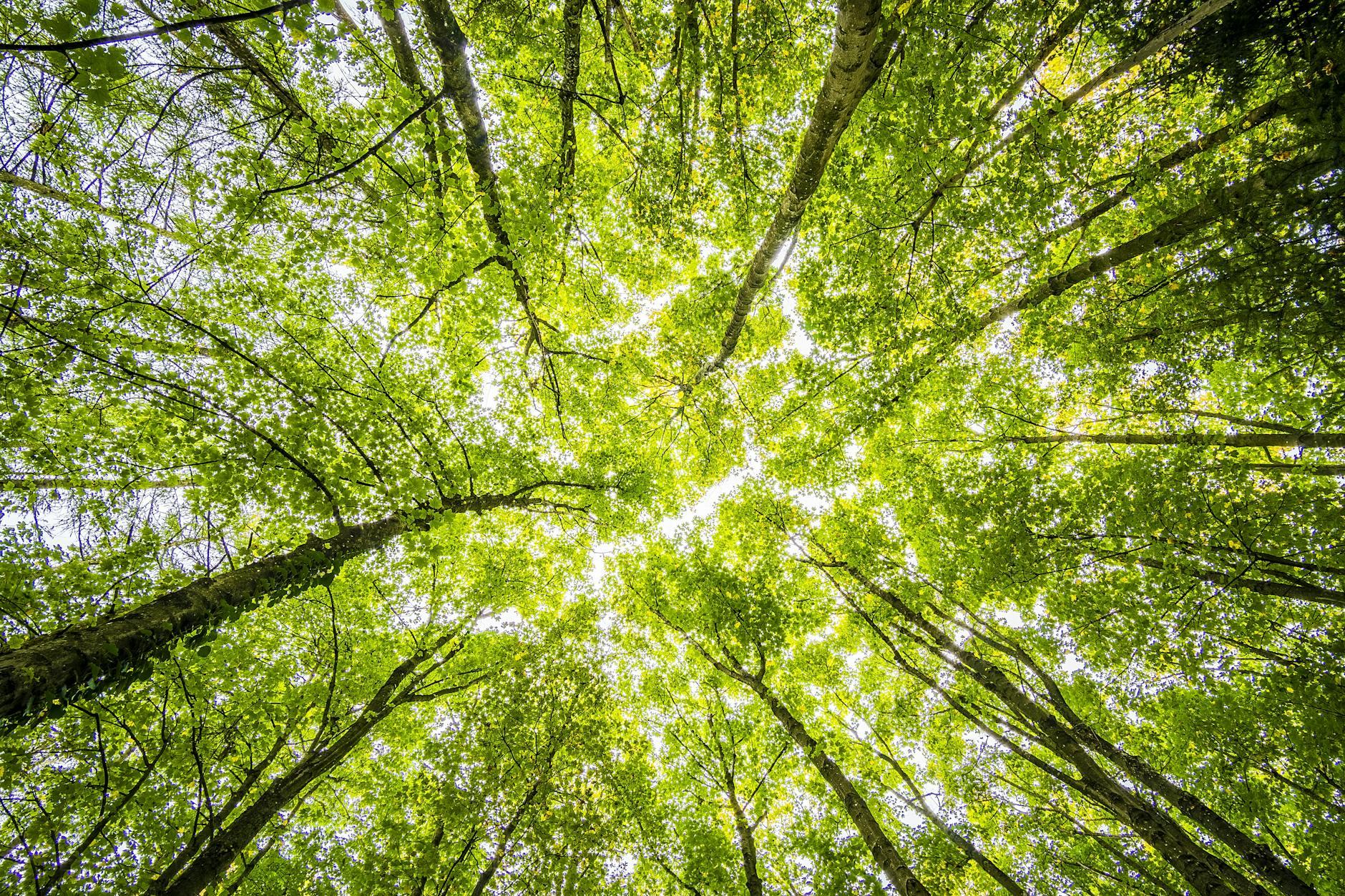 Environment as a Mental Lever
