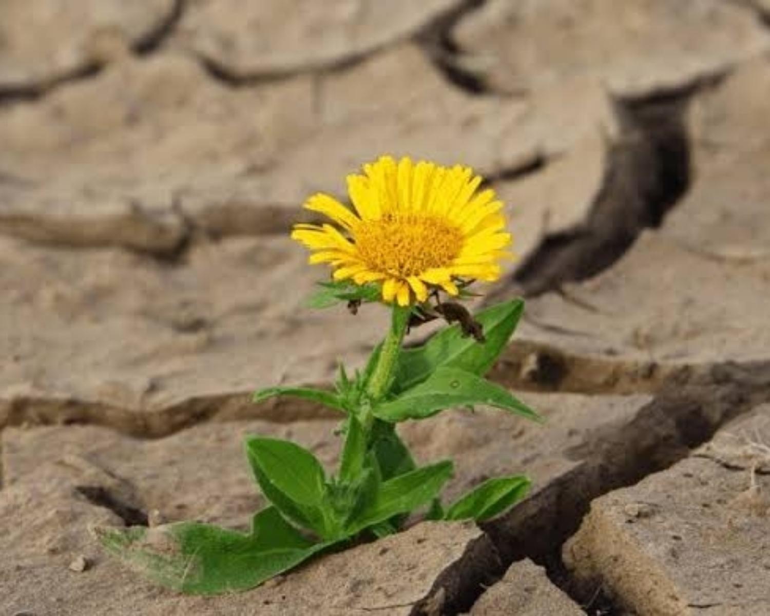 Take strength from adversity.