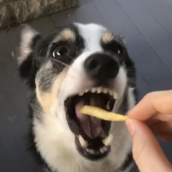 sydcada
