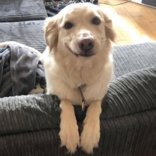 gooddogo